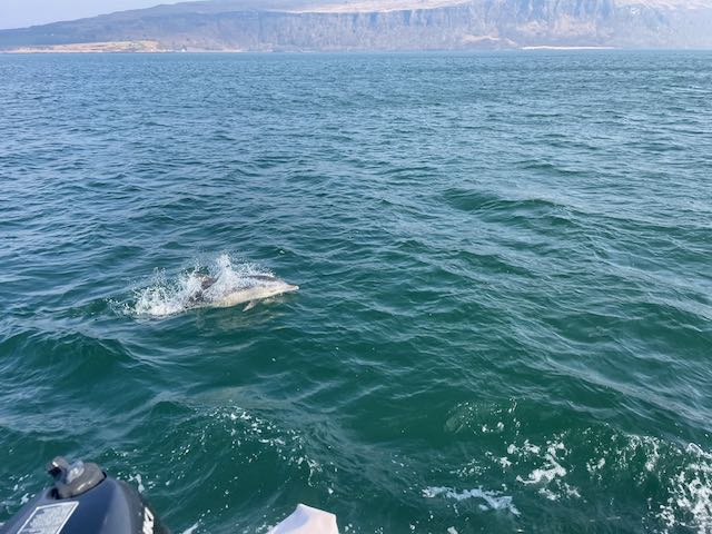 Dolphins in the Sound of Mull